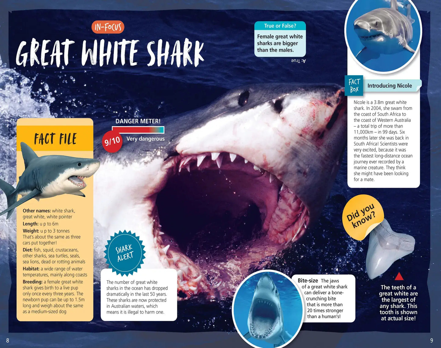 Australia's Amazing Sharks - Australian Geographic