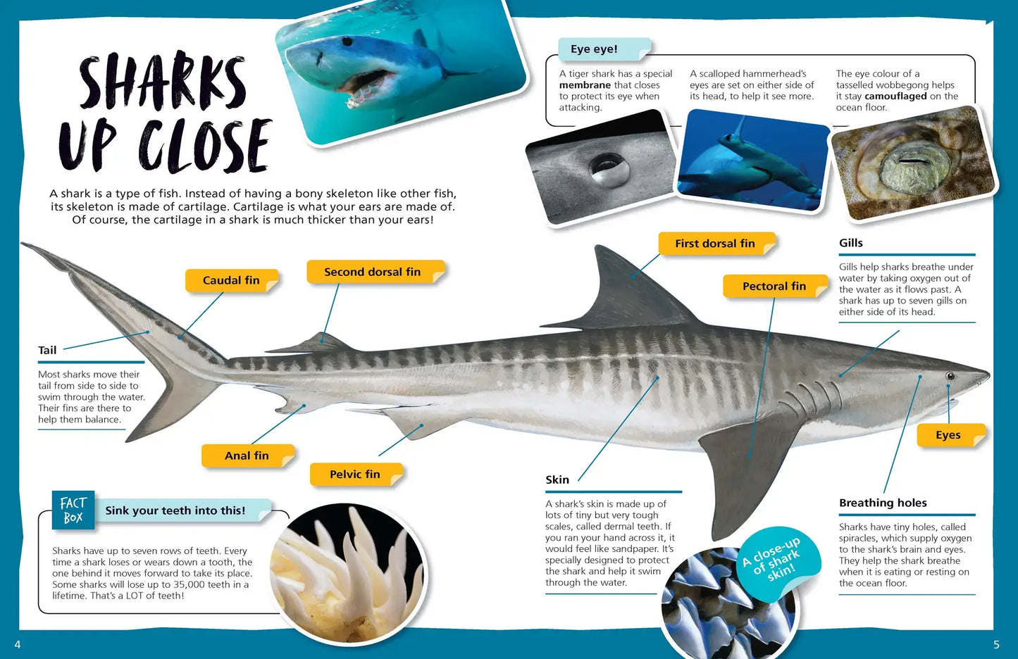 Australia's Amazing Sharks - Australian Geographic