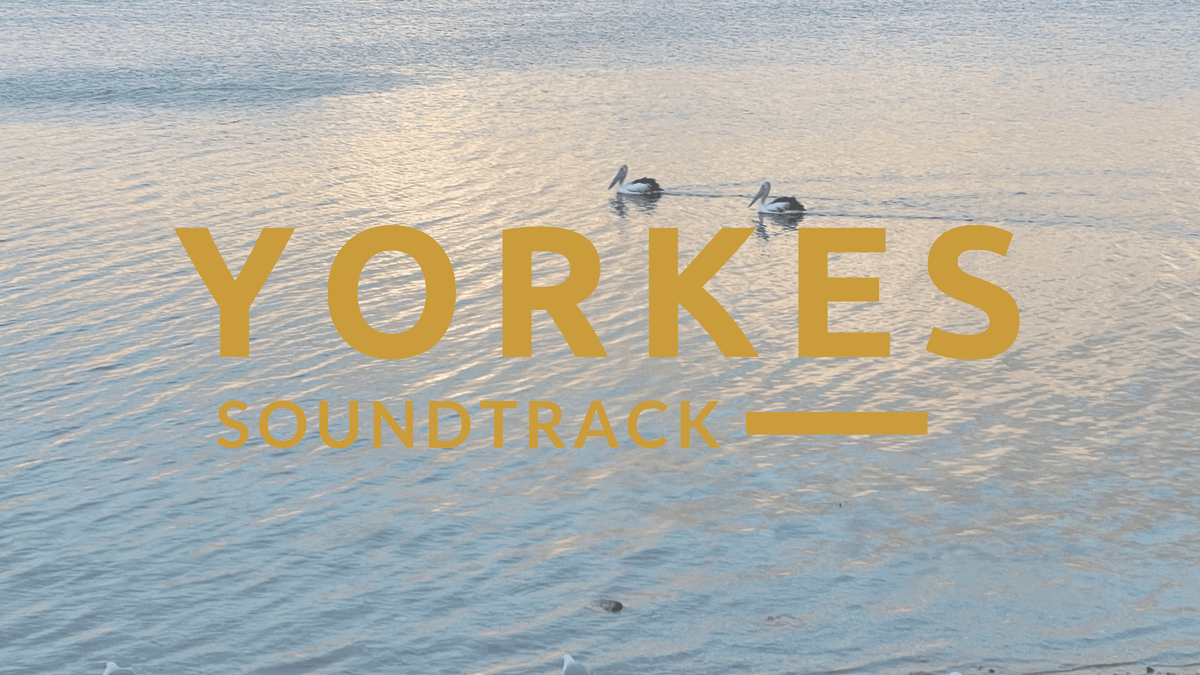 Pelicans on Oyster Bay, Stansbury on the Yorke Peninsula
