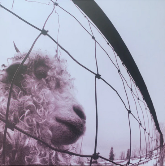 Pearl Jam – Vs. album cover showing a close-up goat behind a wire fence; 1993 alternative rock classic.