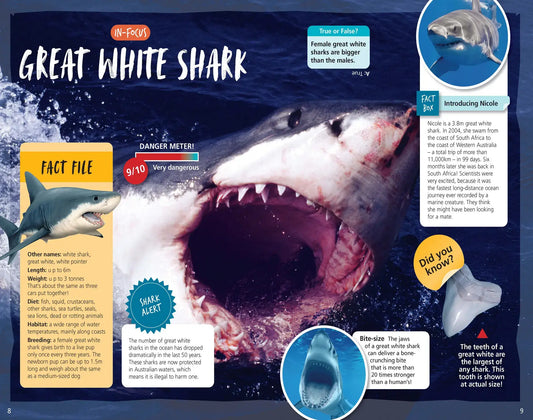 Australia's Amazing Sharks - Australian Geographic