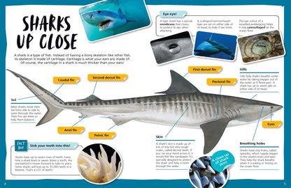 Australia's Amazing Sharks - Australian Geographic